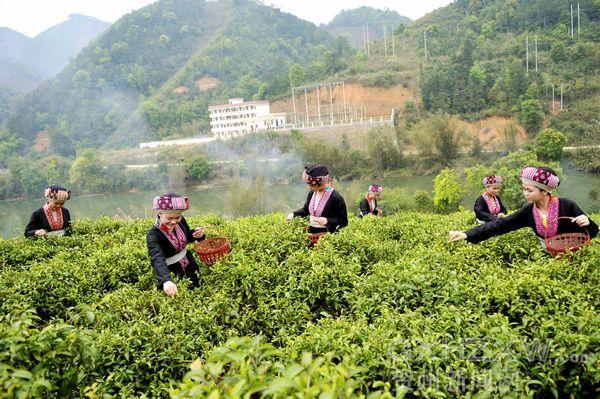 種植六堡茶 山區(qū)致富新路徑